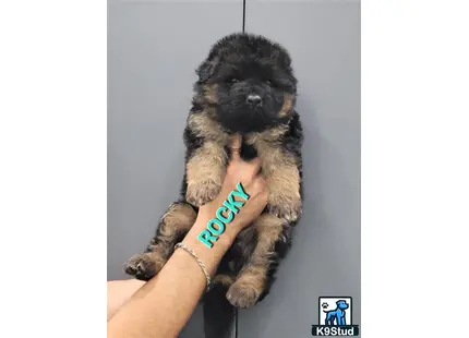 a person holding a german shepherd dog