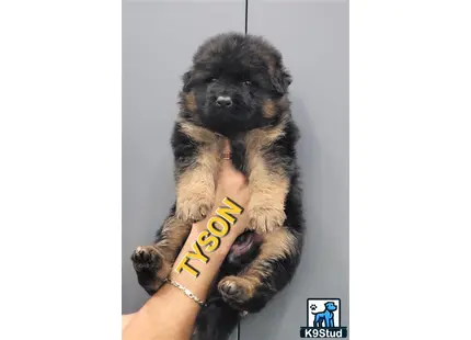 a person holding a german shepherd dog