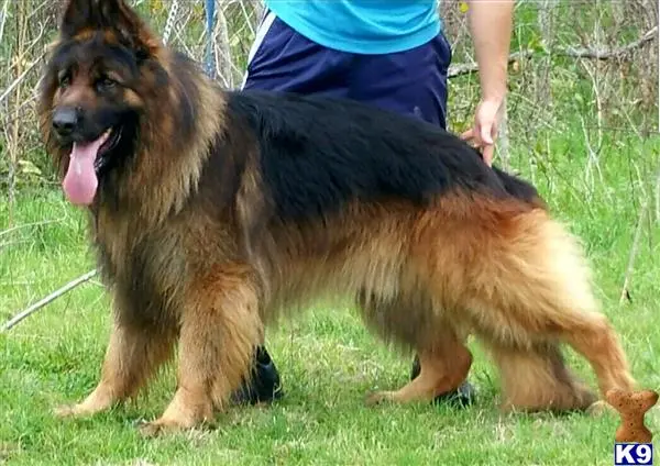 German Shepherd stud dog