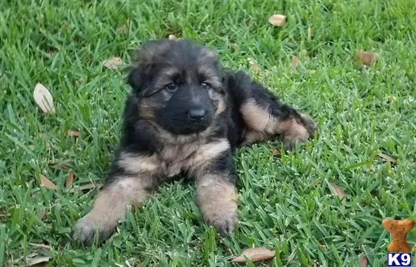 German Shepherd puppy for sale