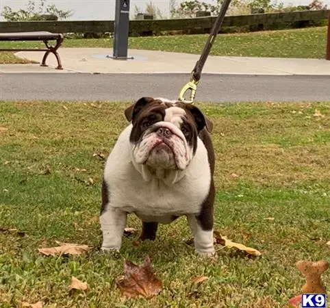 English Bulldog stud dog