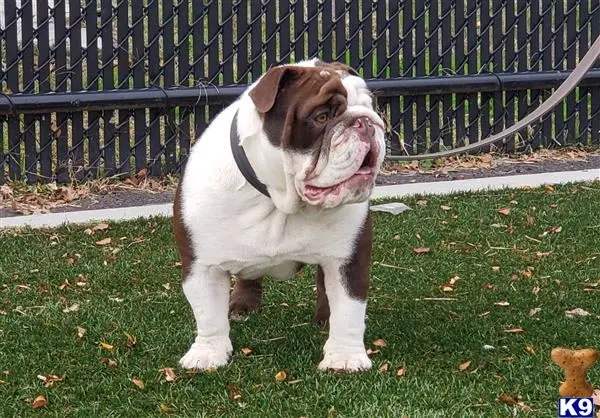 English Bulldog stud dog