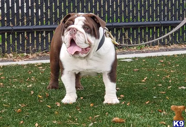 English Bulldog stud dog