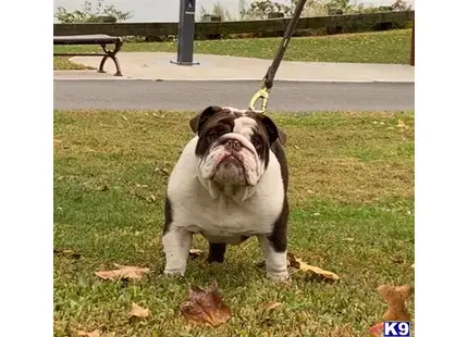 English Bulldog