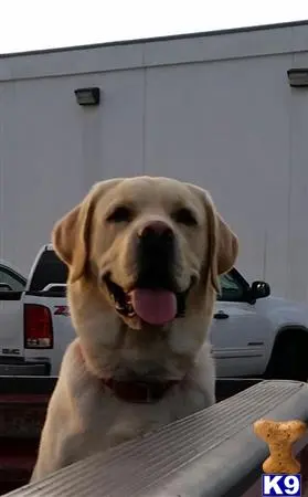 Labrador Retriever stud dog