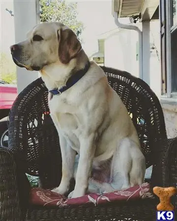 Labrador Retriever stud dog