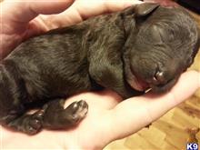 poodle puppy posted by itsagoodelife