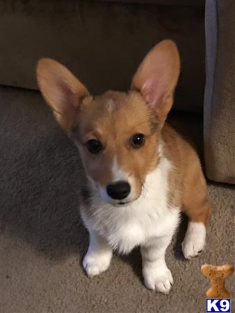 Pembroke Welsh Corgi female dog