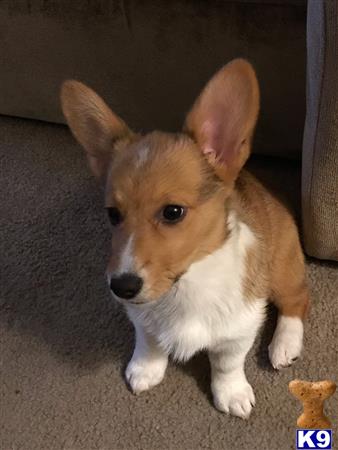 Pembroke Welsh Corgi female dog