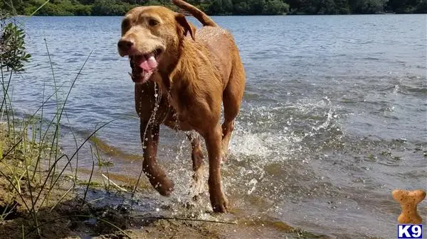 Labrador Retriever female dog