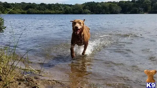 Labrador Retriever female dog