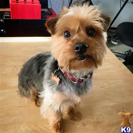 Yorkshire Terrier stud dog