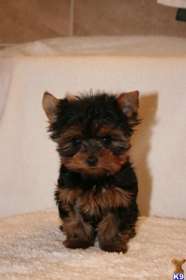 stud fee for yorkie terrier stud gus 8 years stud fee for yorkie terrier stud gus 8 years