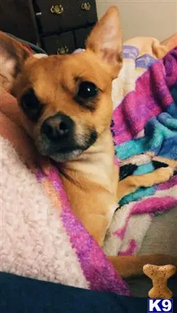 Chihuahua