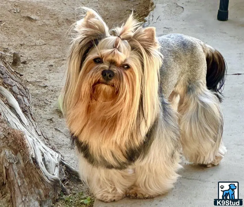 Yorkshire Terrier stud dog