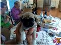 Pug