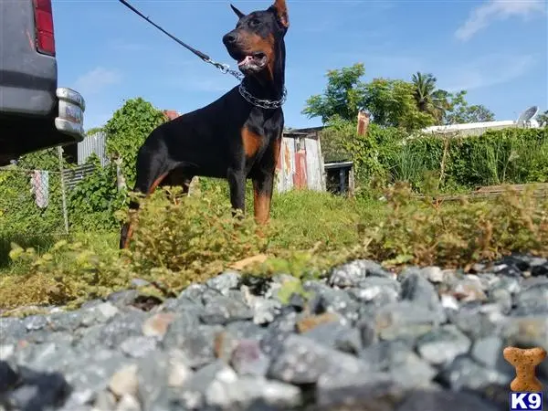 Doberman Pinscher