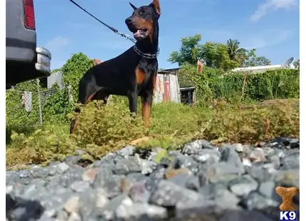 Doberman Pinscher