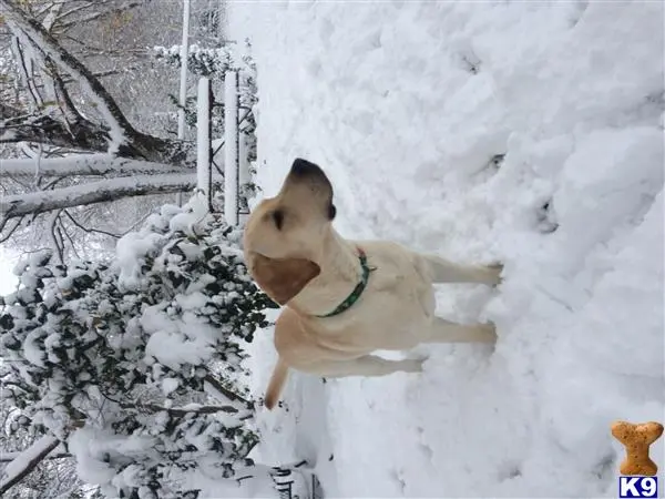 Labrador Retriever stud dog