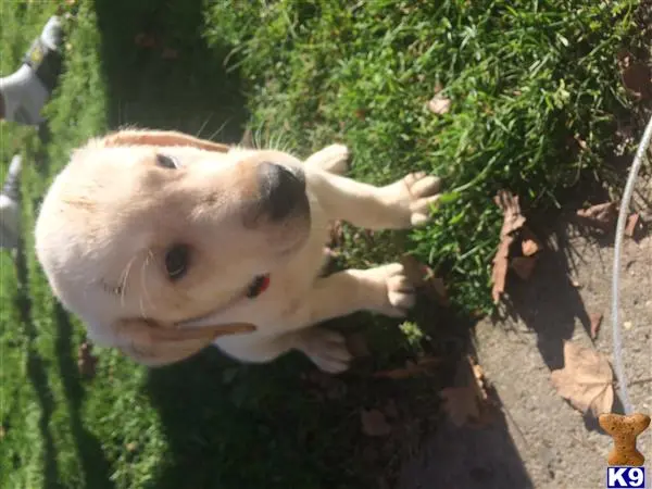 Labrador Retriever stud dog