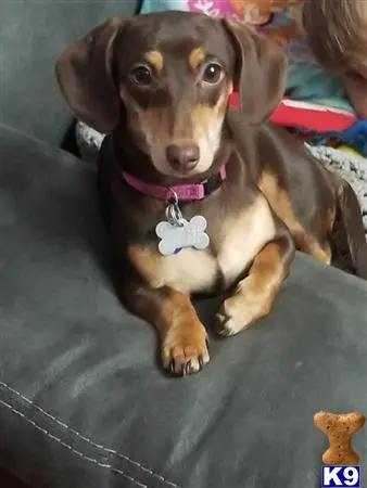 Dachshund female dog