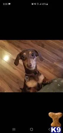 Dachshund female dog