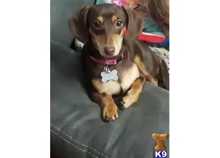 Dachshund