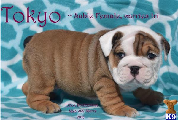 Bulldog puppy for sale