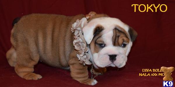 Bulldog puppy for sale