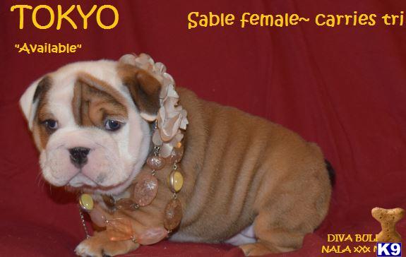 Bulldog puppy for sale