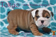 bulldog puppy posted by j3nni54