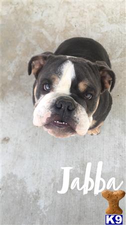 a english bulldog dog looking up