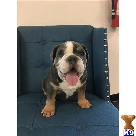 English Bulldog stud dog