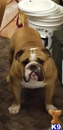 English Bulldog stud dog: a english bulldog dog with its mouth open