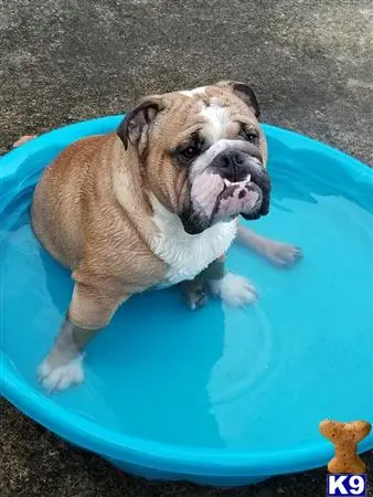 English Bulldog stud dog: a english bulldog dog standing in a pool
