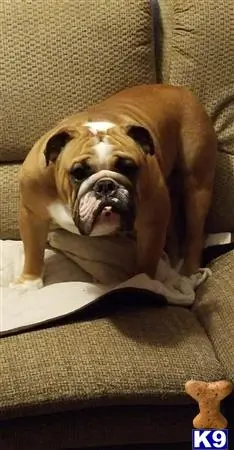 English Bulldog stud dog: a english bulldog dog sitting on a couch