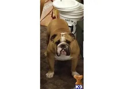 English Bulldog stud dog: a english bulldog dog with its mouth open