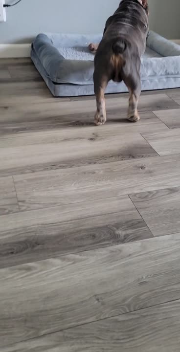English Bulldog stud dog