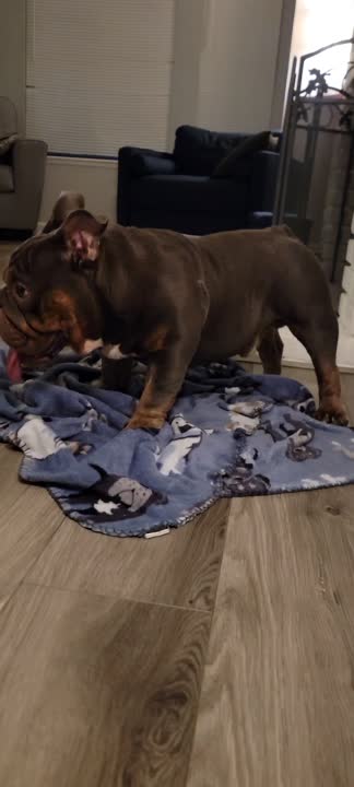 English Bulldog stud dog
