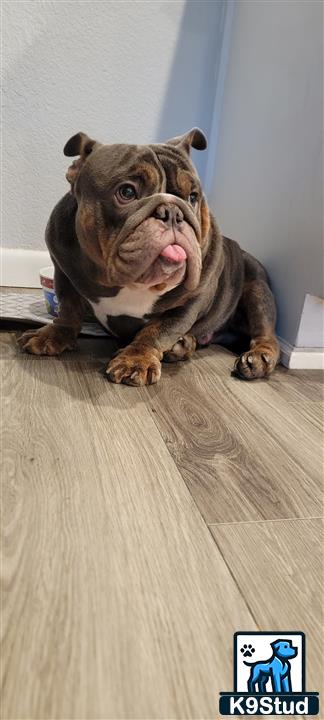 a english bulldog dog sitting on a wood floor