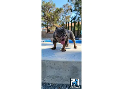 a english bulldog dog standing on a concrete surface