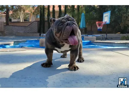 a large animal with its mouth open