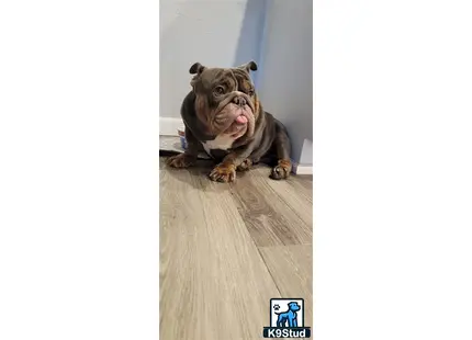 a english bulldog dog sitting on a wood floor