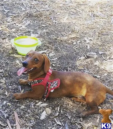 Dachshund stud dog