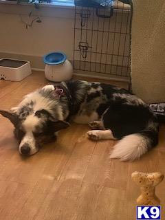 a couple of cardigan welsh corgi dogs lying on the floor in a cage