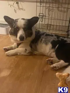 Cardigan Welsh Corgi stud dog