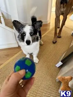 Cardigan Welsh Corgi stud dog