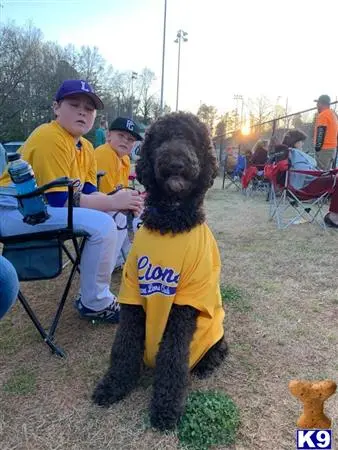 Poodle stud dog