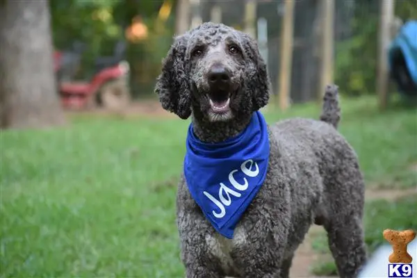 Poodle stud dog