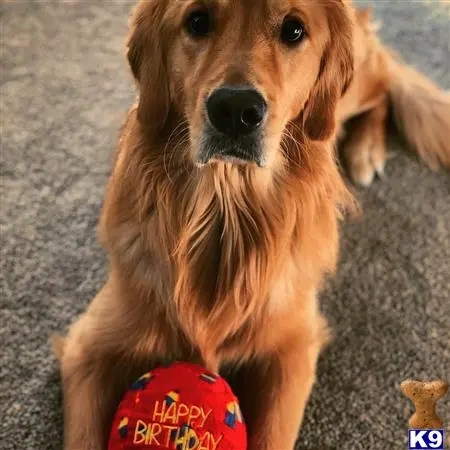 Golden Retriever stud dog